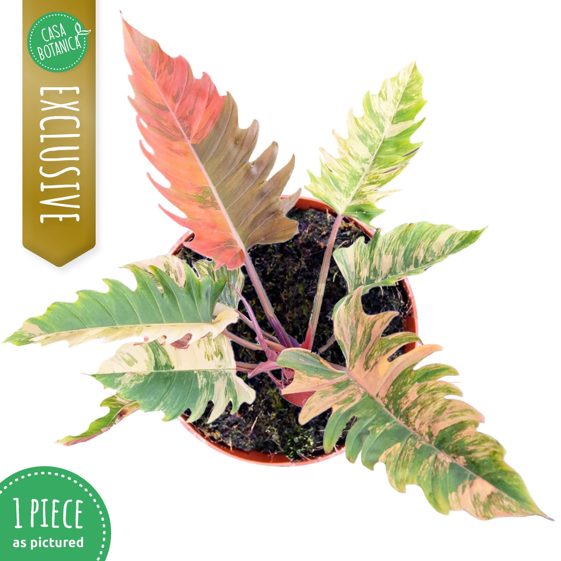 De meest bijzondere kamerplanten van Casa Botanica