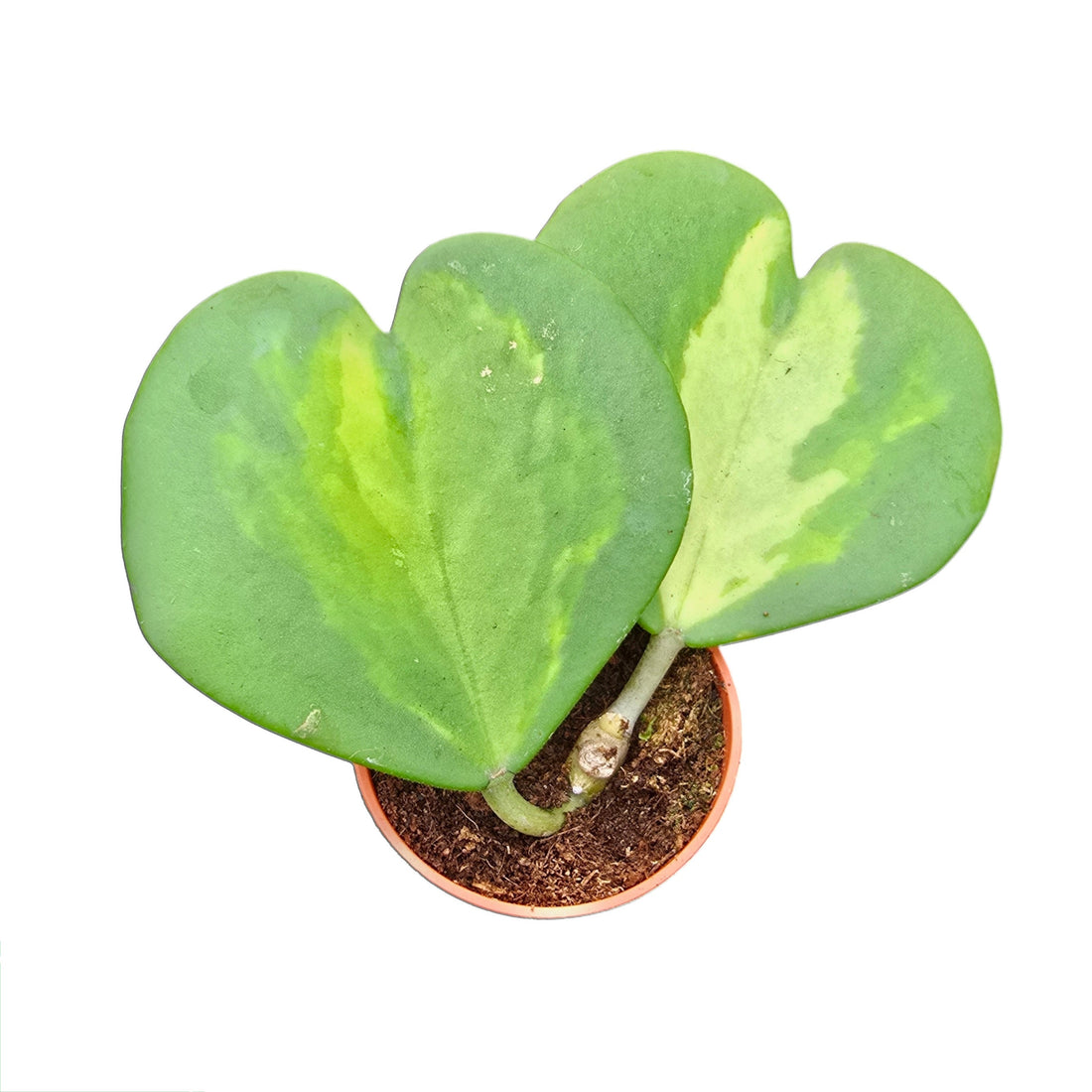 Hoya verzorging: zo houd je je Hoya gezond