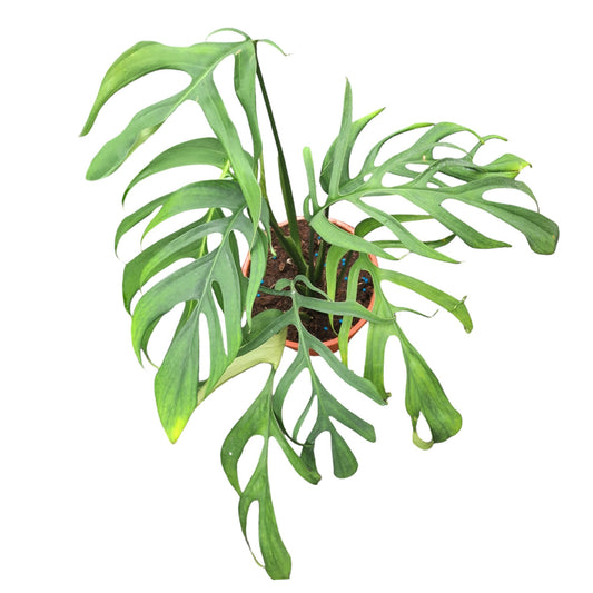 Genetica bij exclusieve plantensoorten