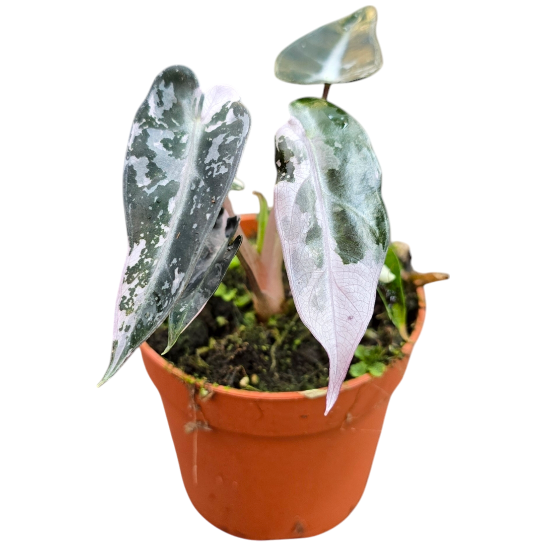 Variegata planten: waarom zijn ze zo populair?