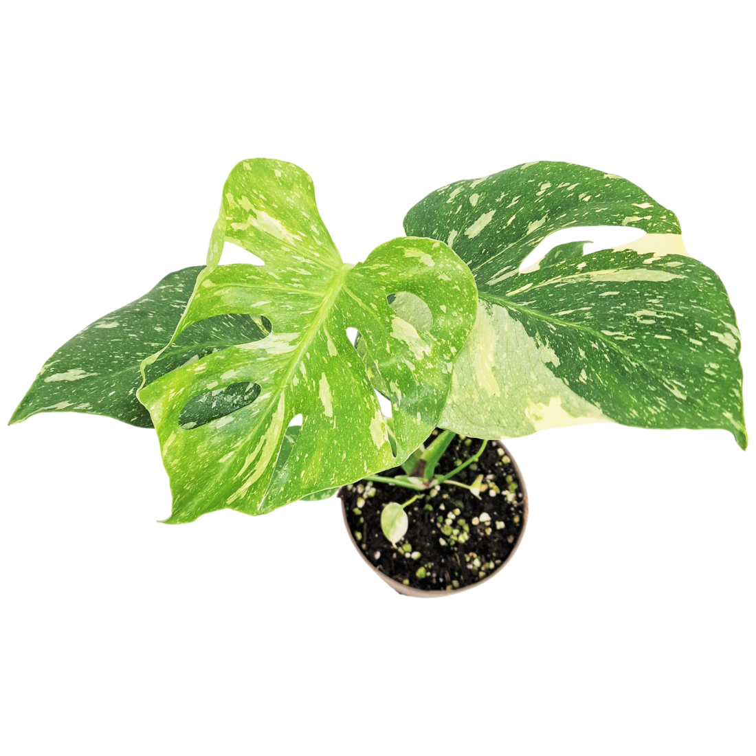 De populairste zeldzame planten (2025)