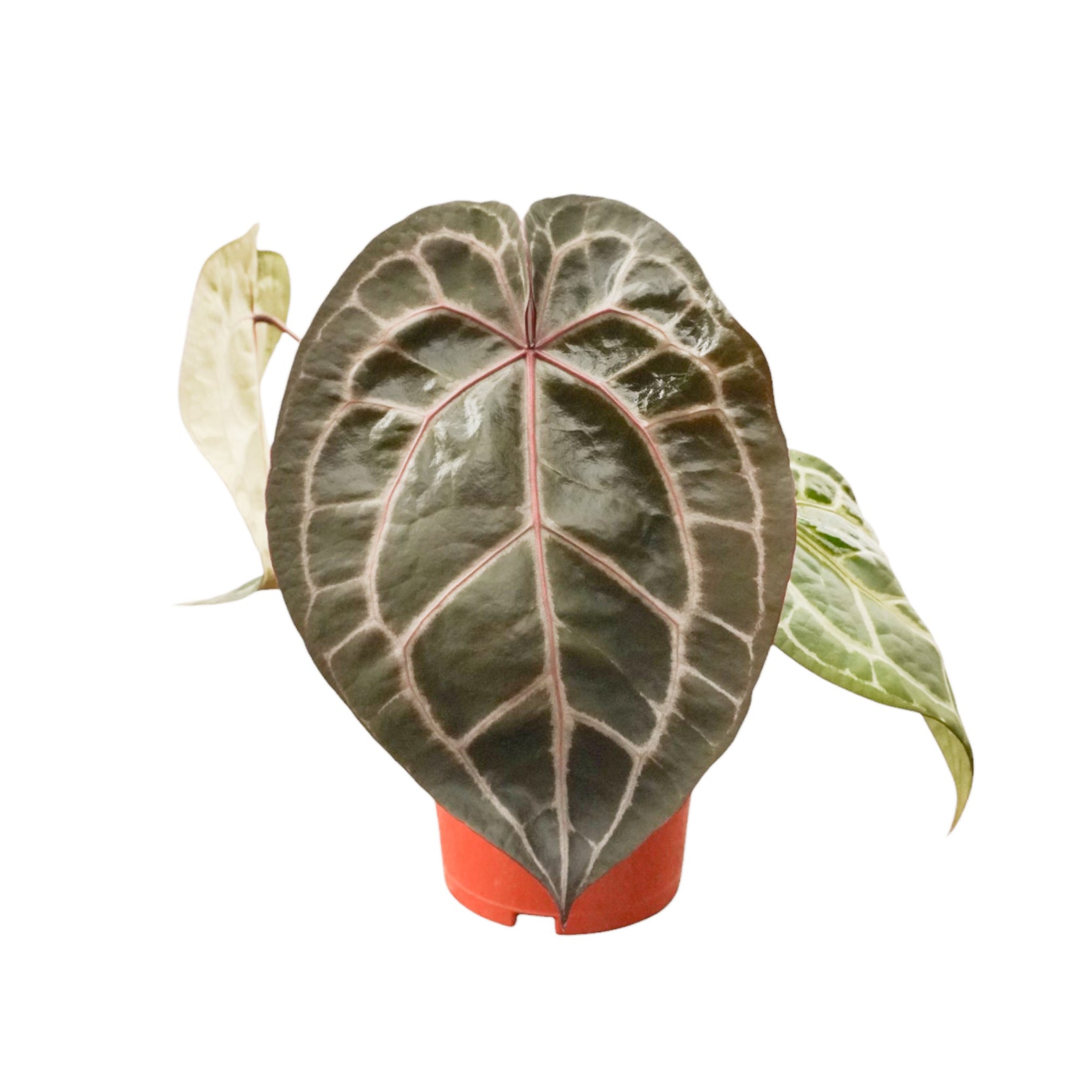 DocBlock Anthurium – Casa Botanica