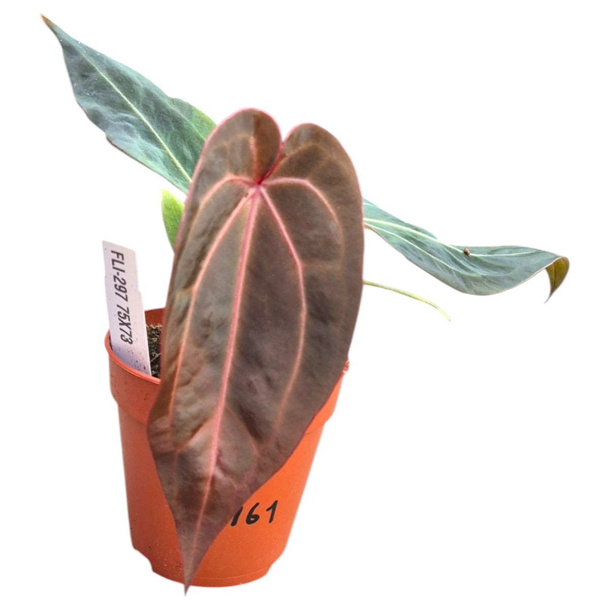 Live Sale - Plant 161 - DocBlock Anthurium Darth Vader® '75' X Darth Vader® '73'