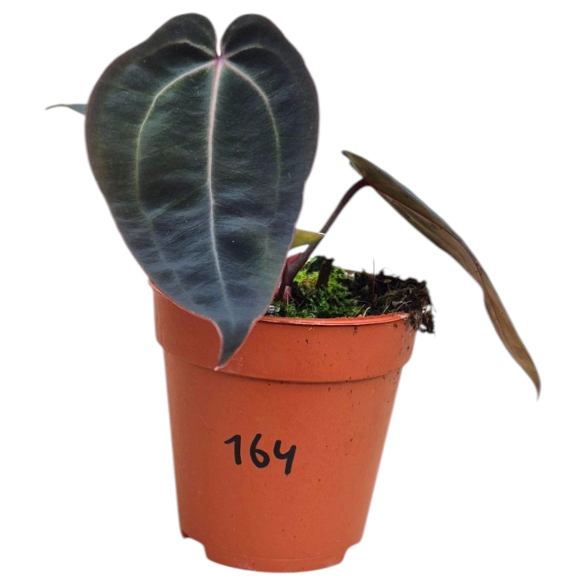 Live Sale - Plant 164 - DocBlock Anthurium Darth Vader® '73' X Red Velvet Cake® '24'