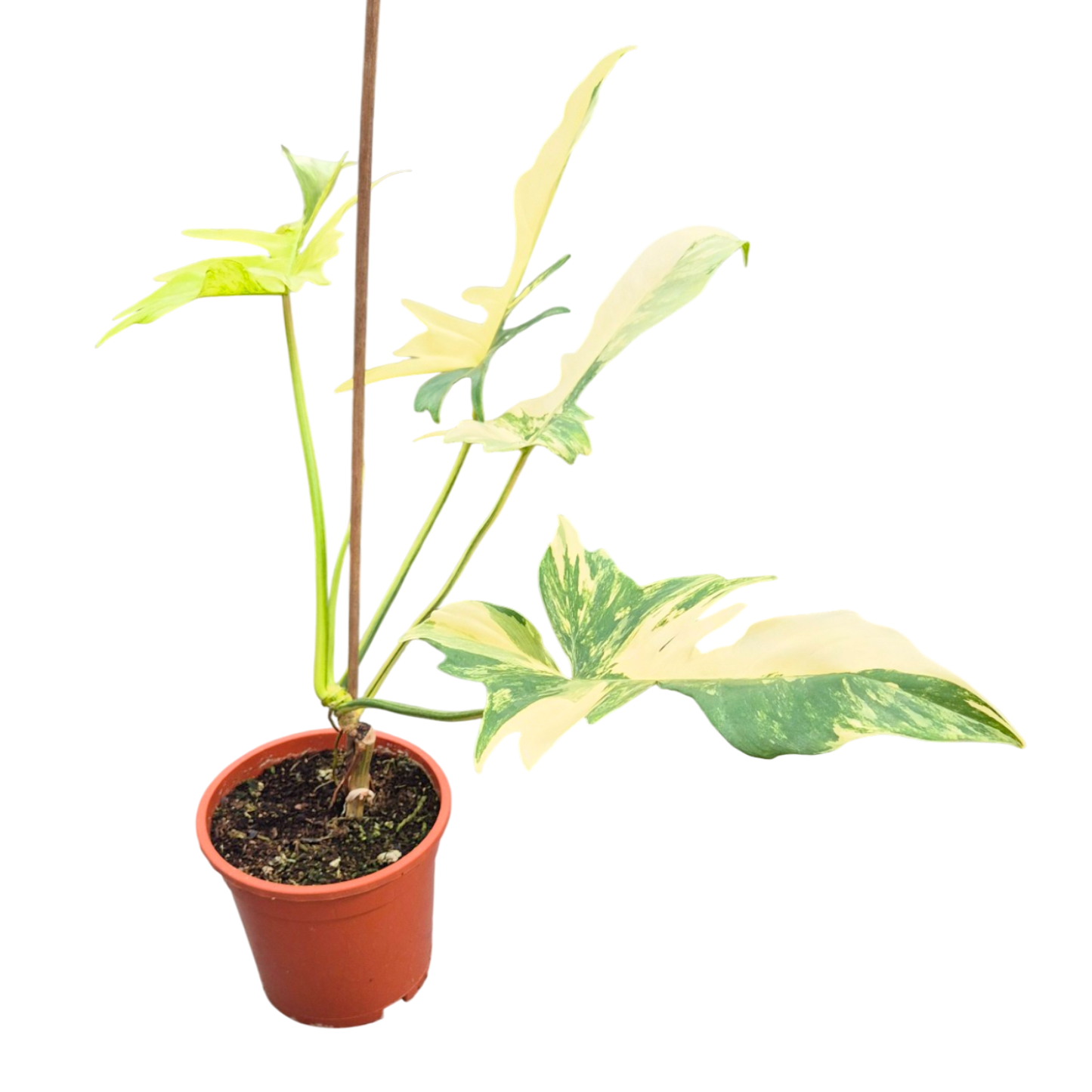 Philodendron Kitina