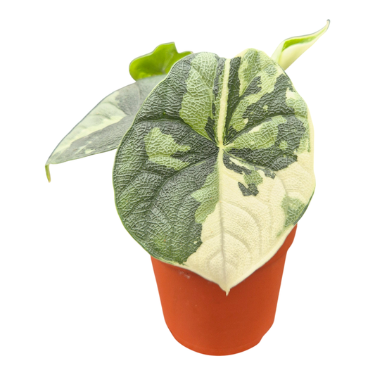 Alocasia Melo Variegata