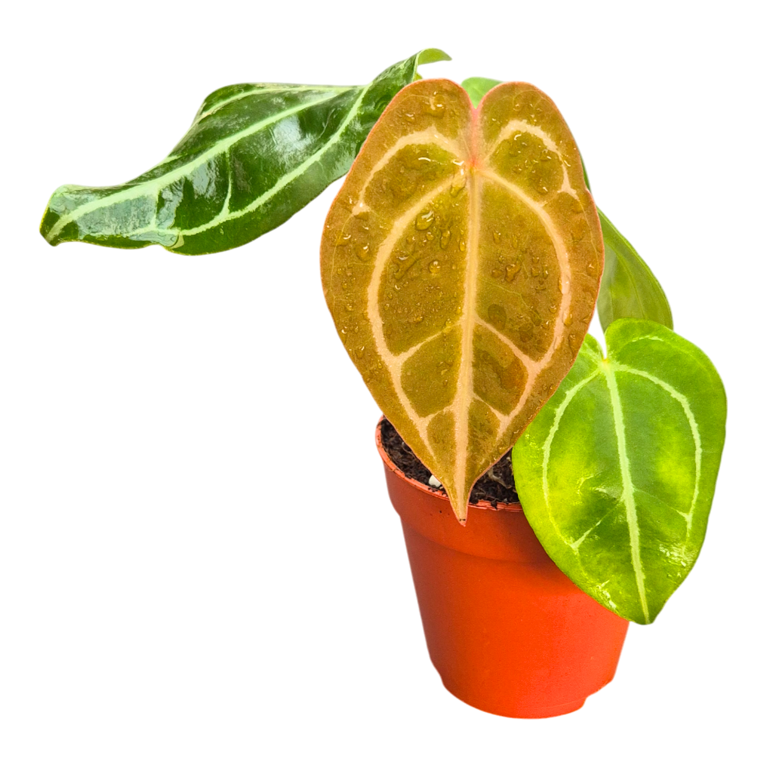 anthurium geel DocBlock Anthurium Crystal Red® '12' X Forgetii '57'