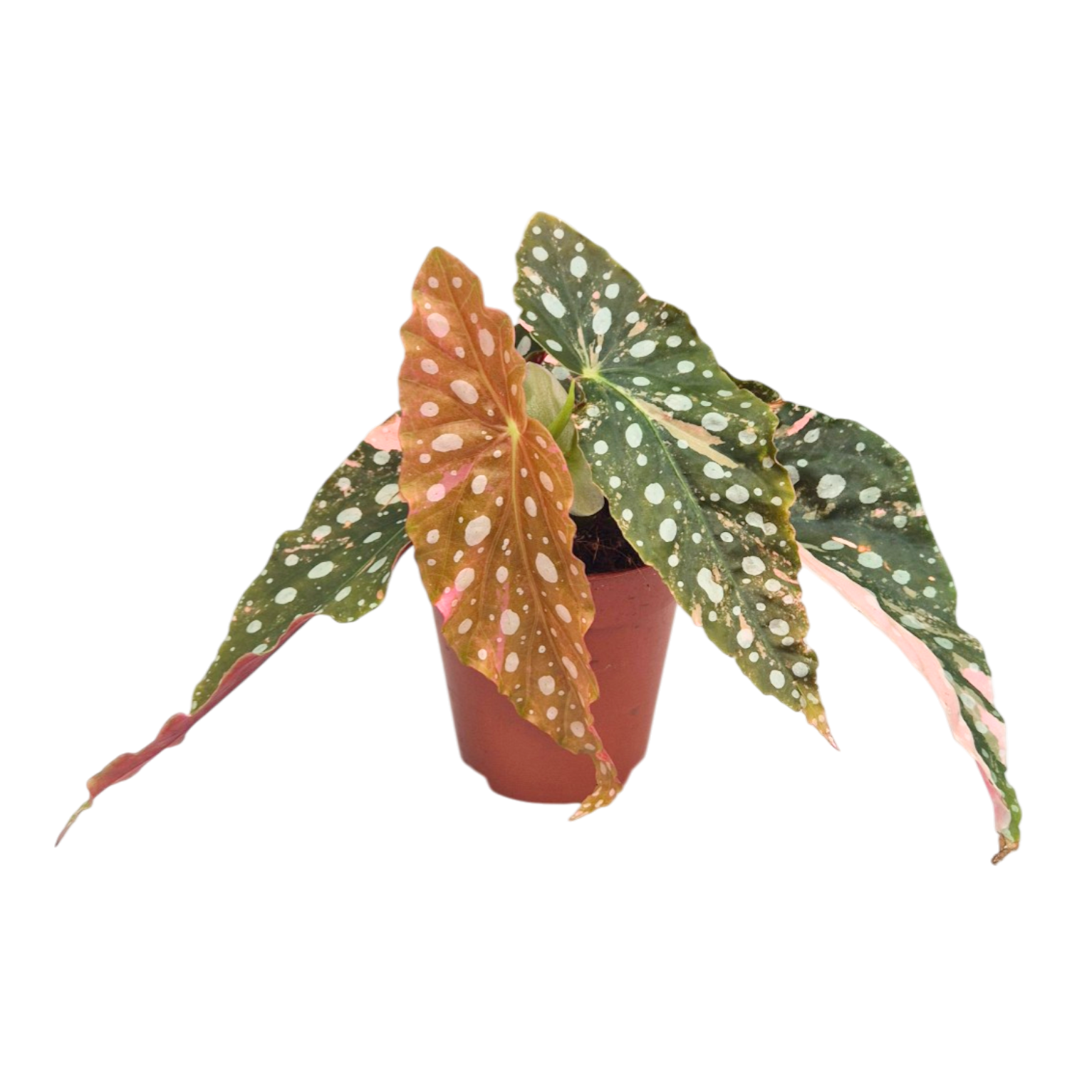 Begonia Maculata Variegata Pink – Casa Botanica