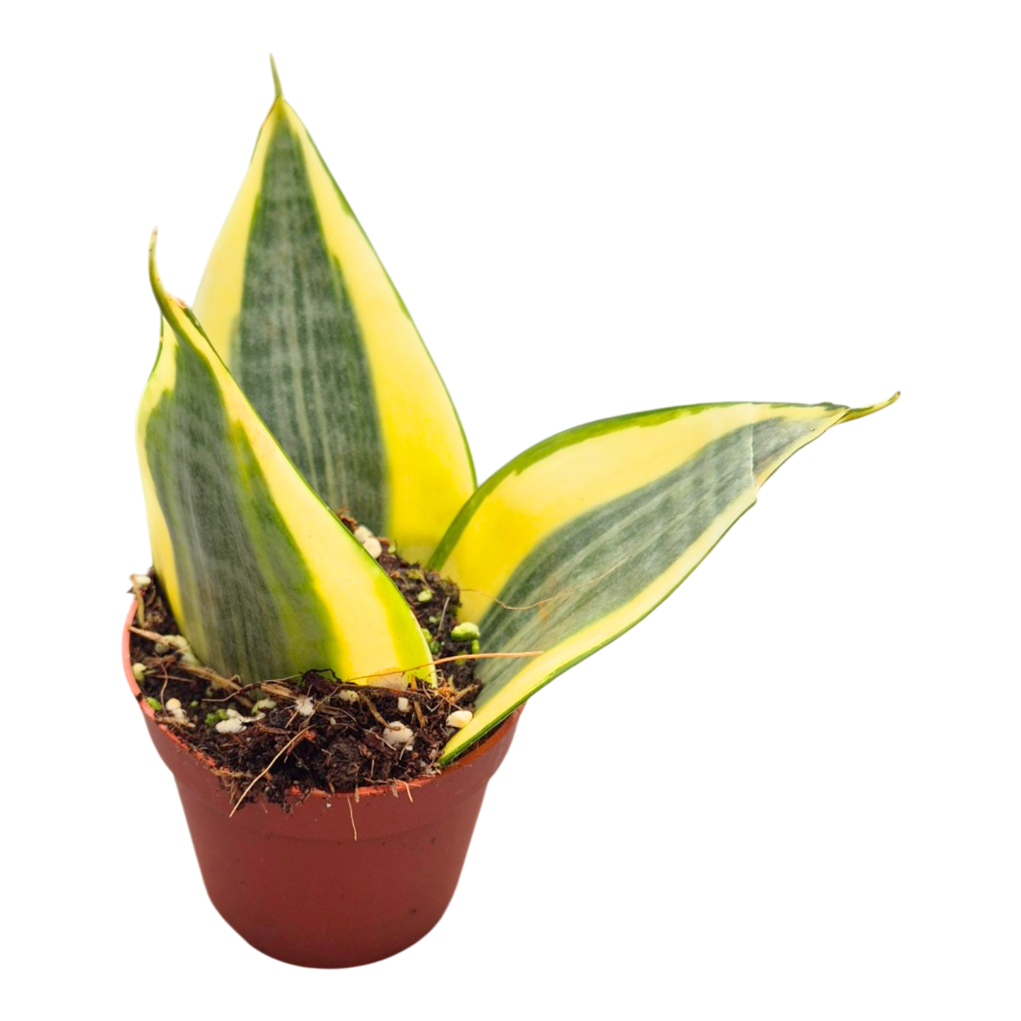 Sansevieria Trifasciata Golden Hahnii