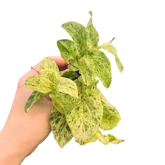 Rhaphidophora Korthalsii Variegata