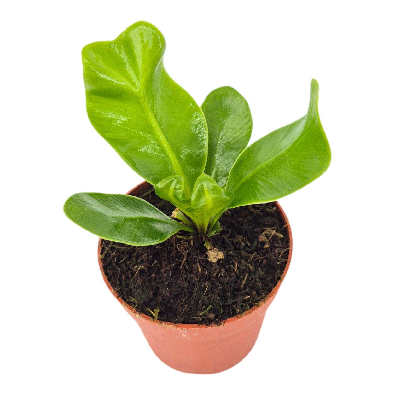 anthurium nidus Asplenium Nidus Cobra – Casa Botanica