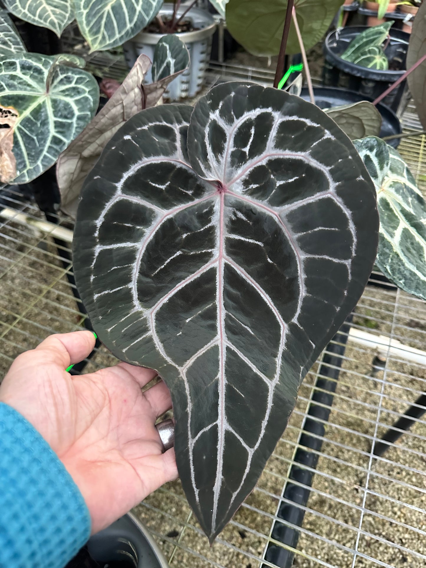 DocBlock Anthurium Minerva® « 20 » × Minerva® « 20 »