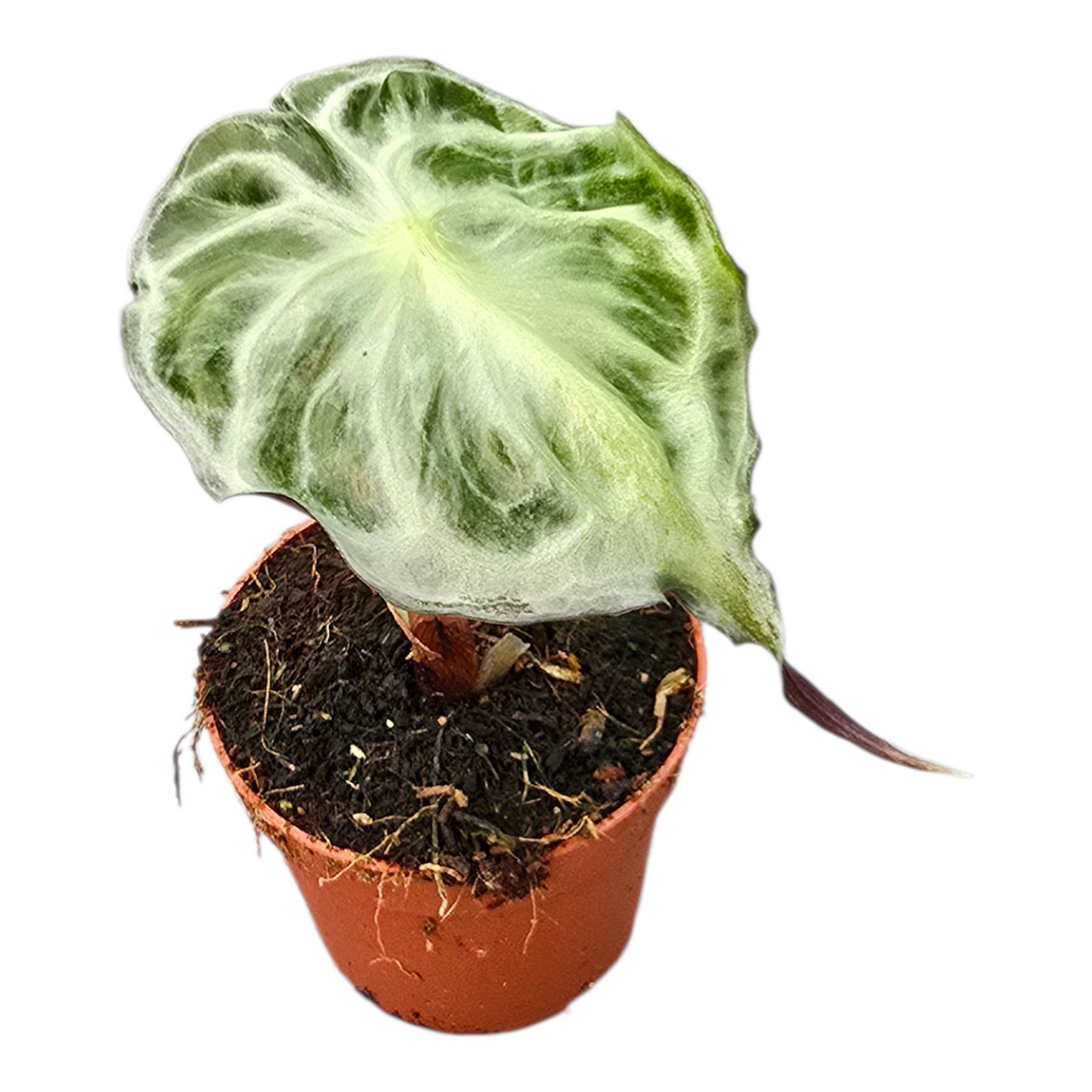 毒箭芋