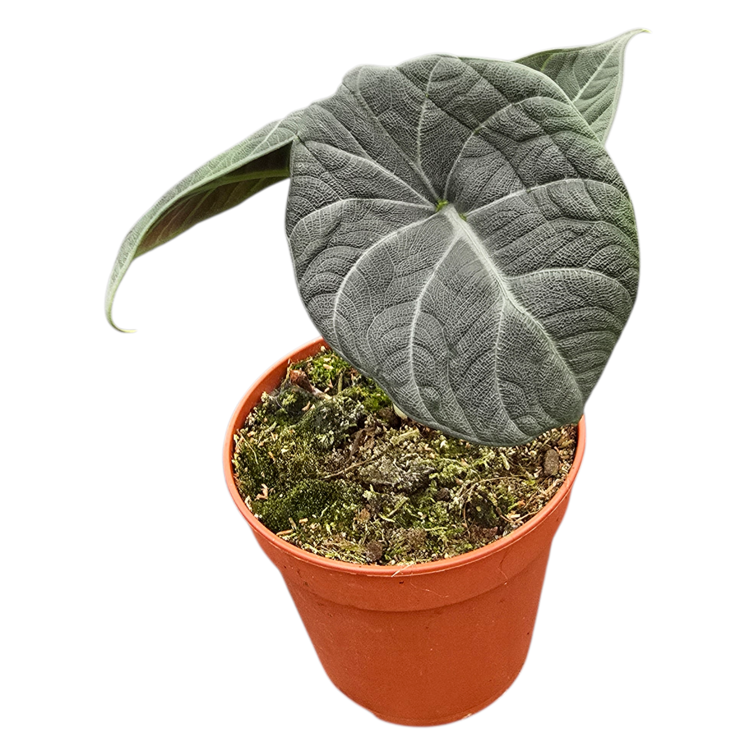 anthurium maharani Alocasia Maharani – Casa Botanica