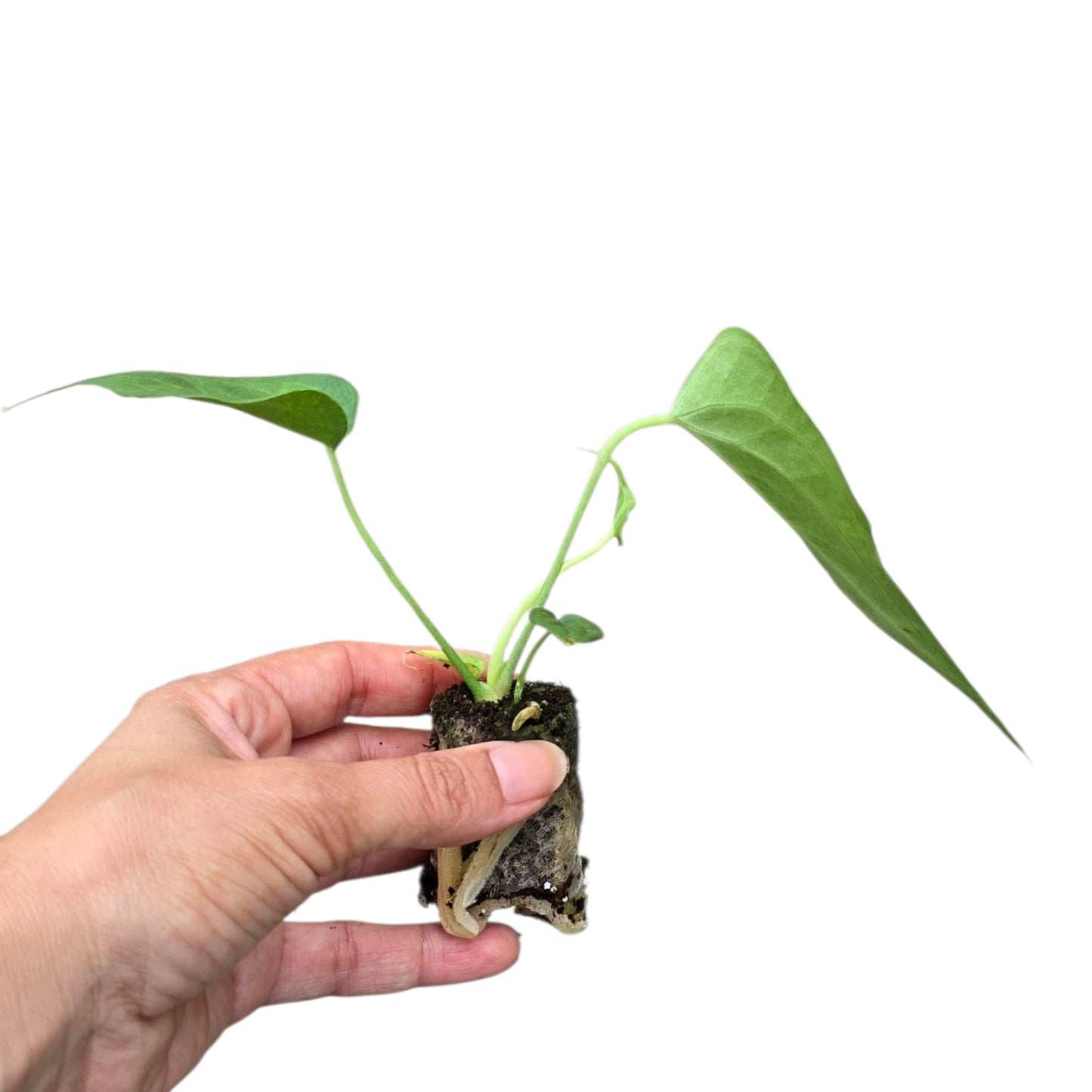 Anthurium Delta Force