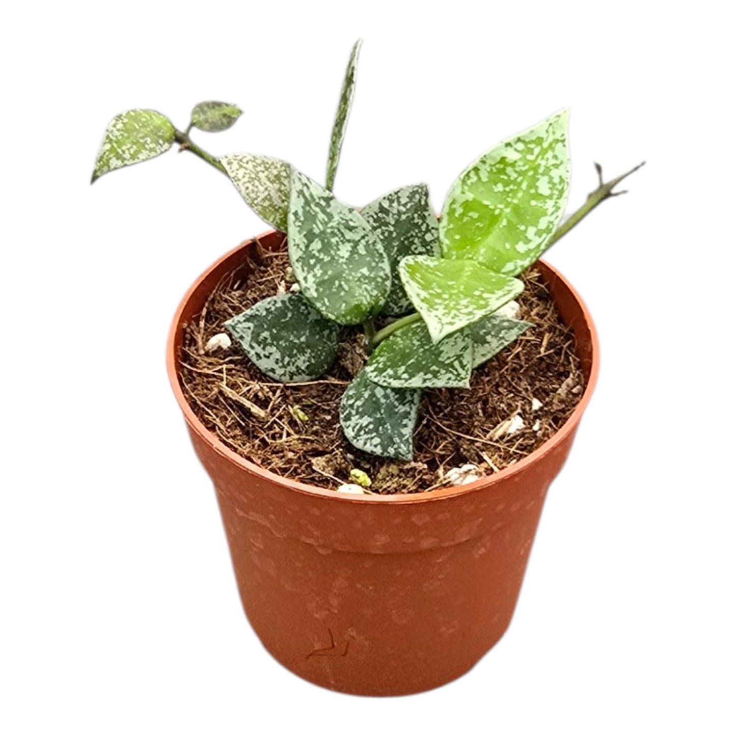 Hoya Lacunosa Splash