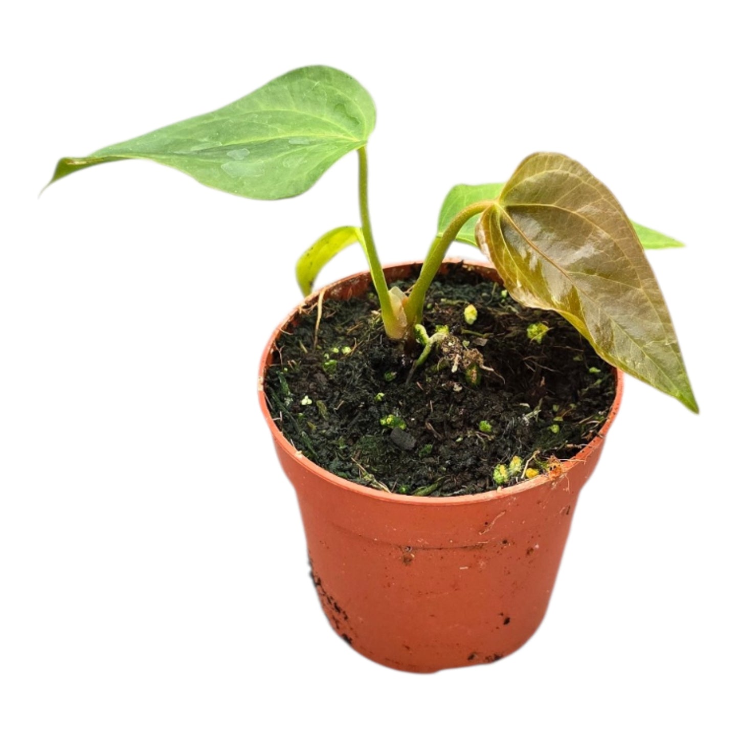 Anthurium Queen of Hearts