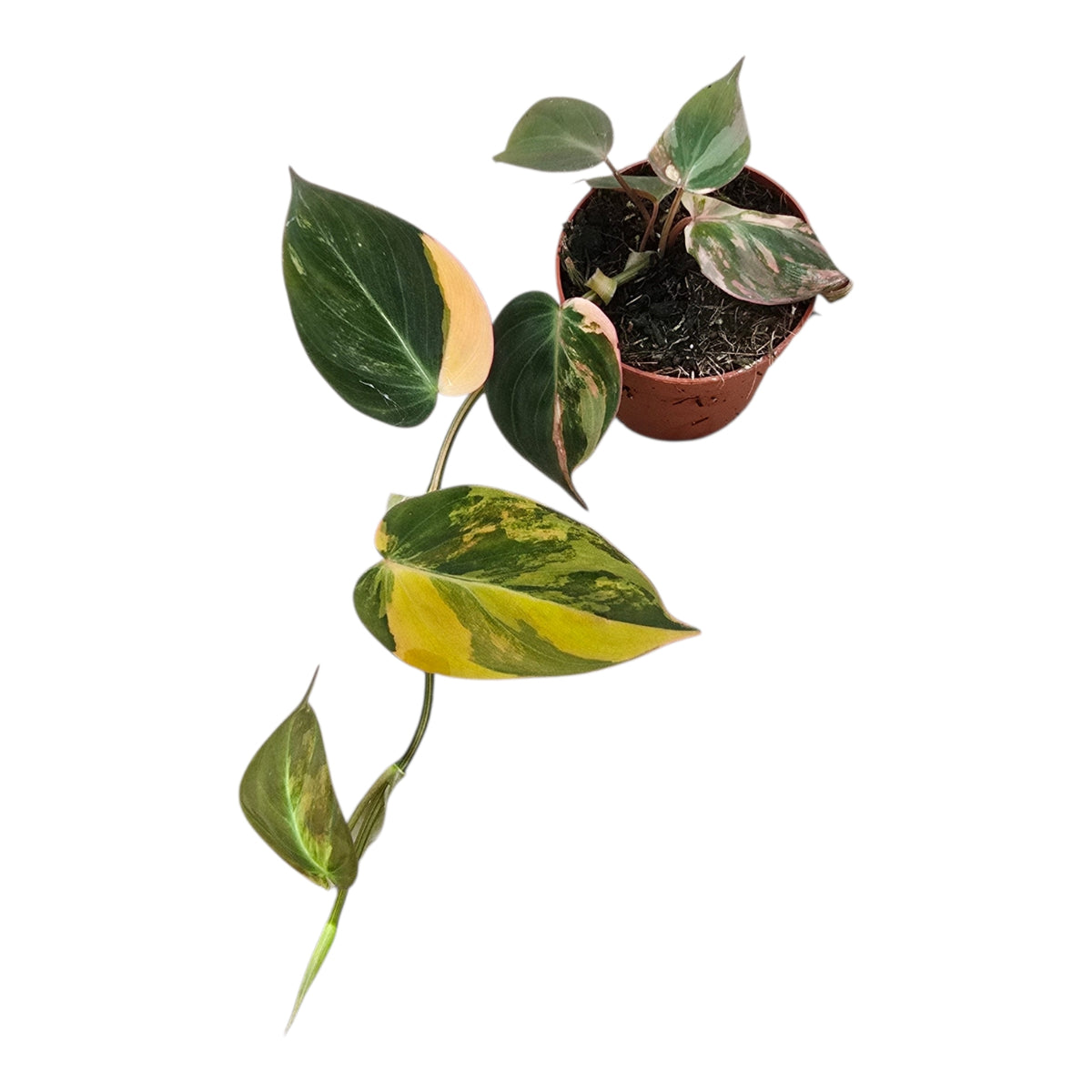Philodendron Micans Variegata