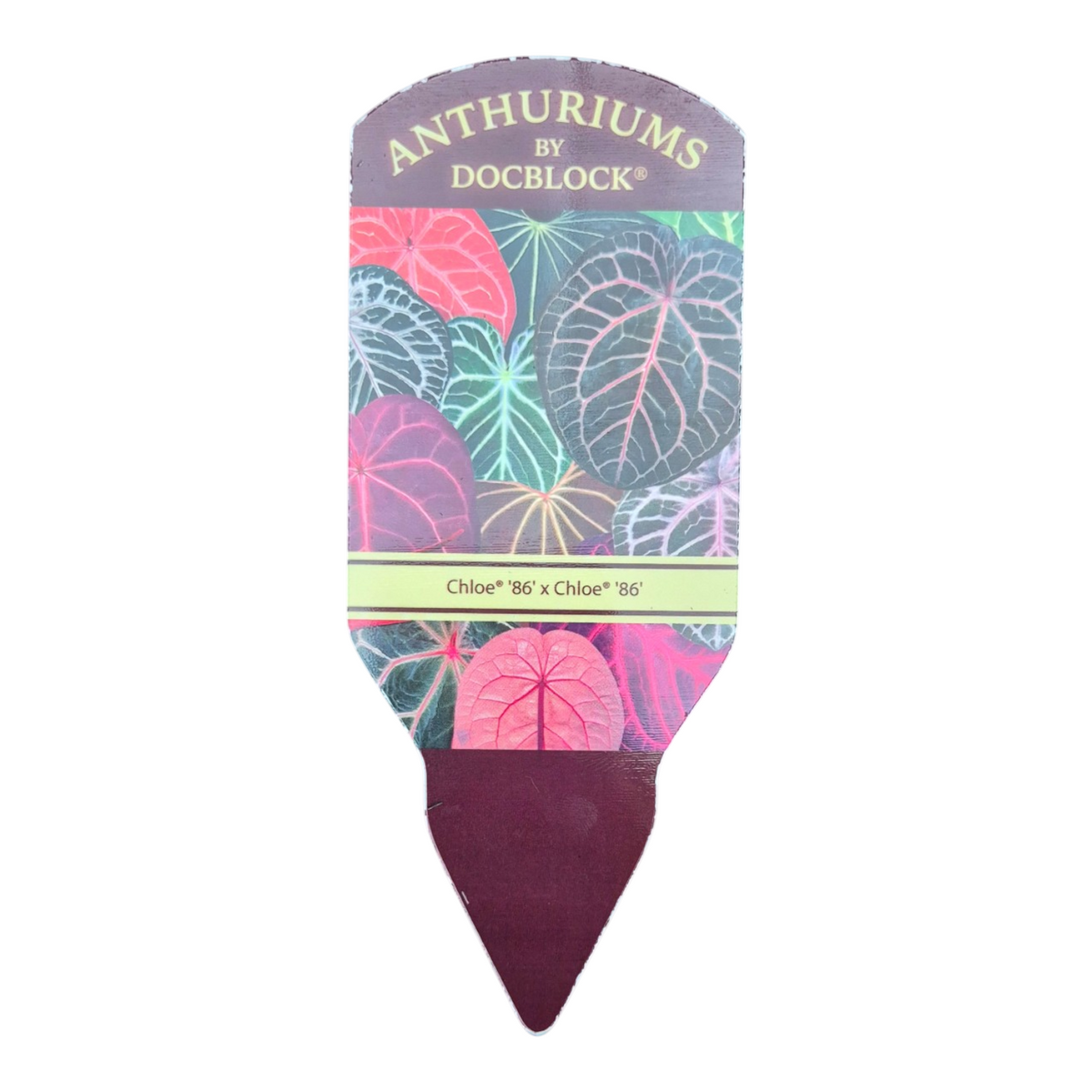 DocBlock Anthurium Chloe® '86' X Chloe® '86'