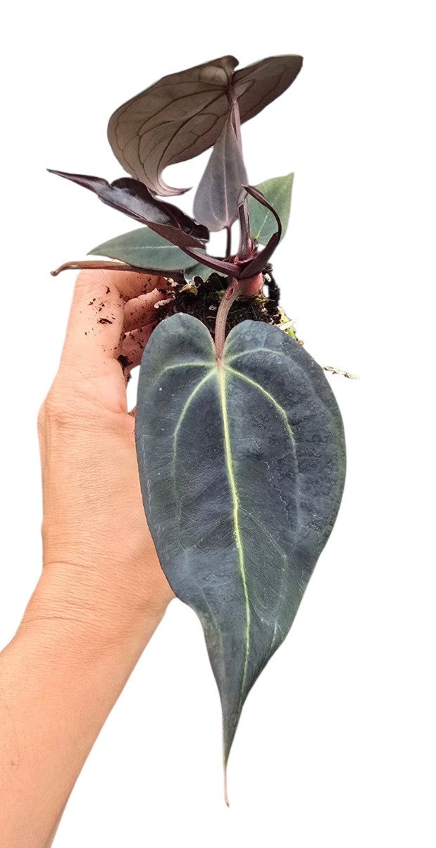 DocBlock Anthurium Dark & Handsome® '9' X Dark & Handsome® '9'