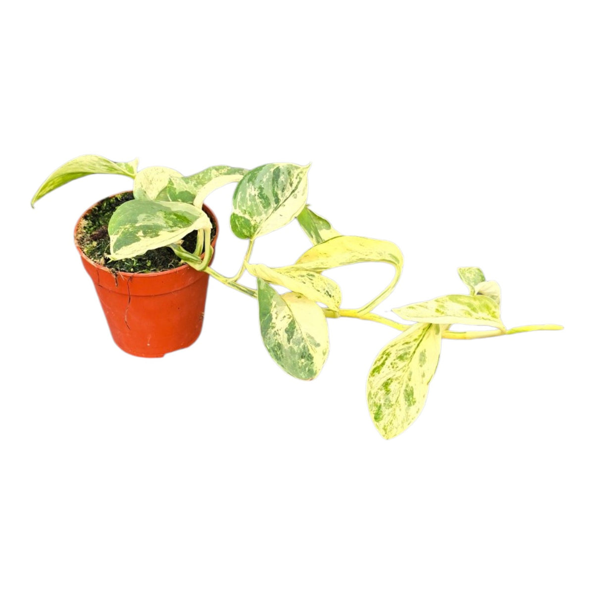 Scindapsus Silver Splash Variegata