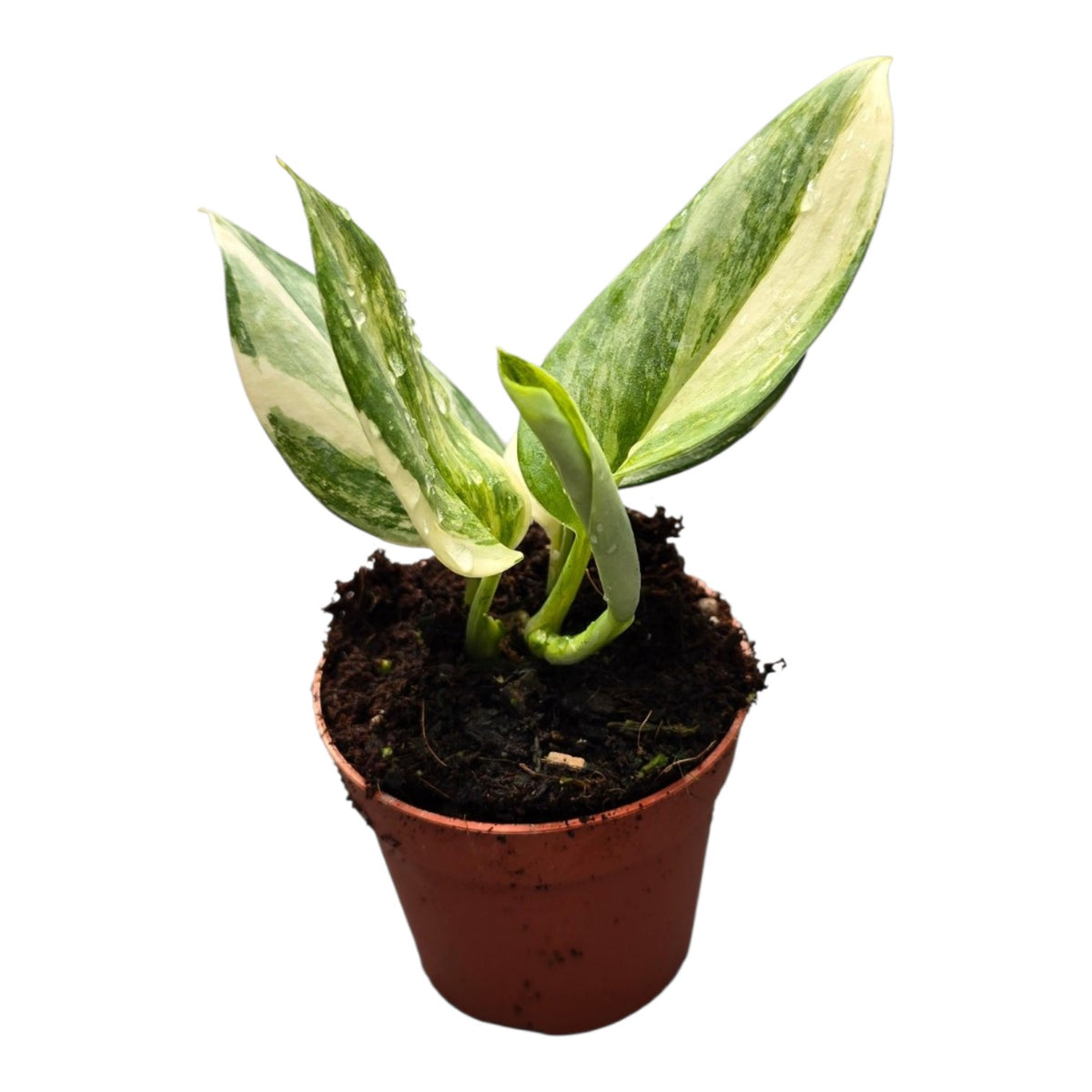 Scindapsus Treubii Variegata Albo