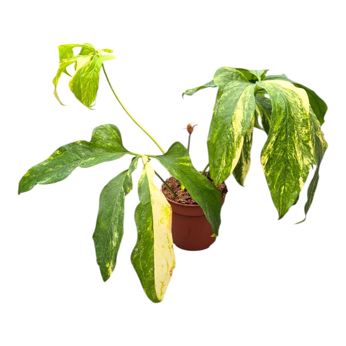 Anthurium Clavigerum Variegata