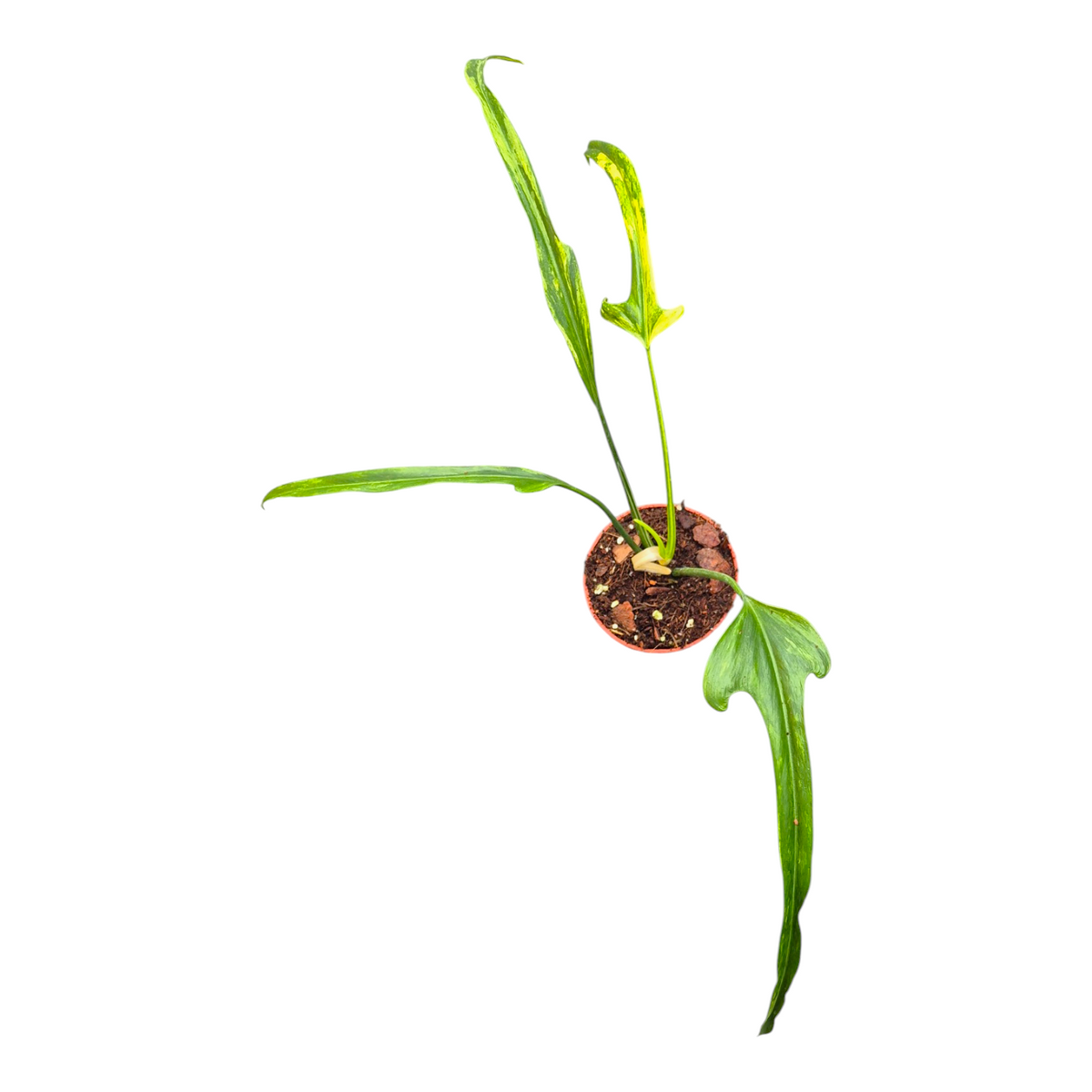 Philodendron Poloroense Variegata