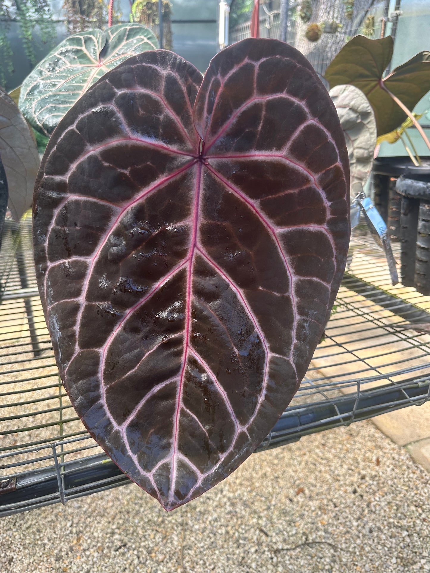 DocBlock Anthurium Zara® '26' × Michelle® '23'