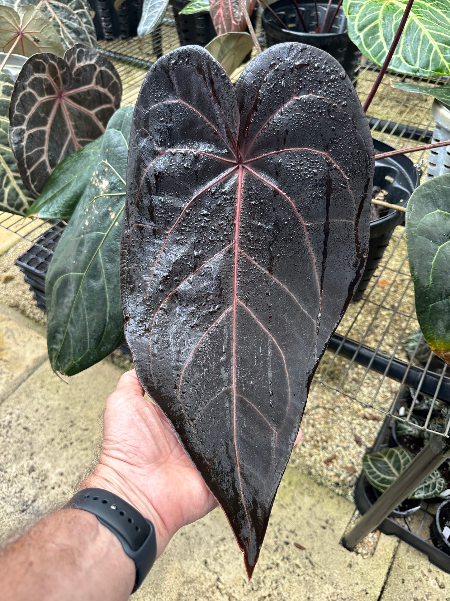DocBlock Anthurium Darth Vader® '73' X Red Velvet Cake® '24'