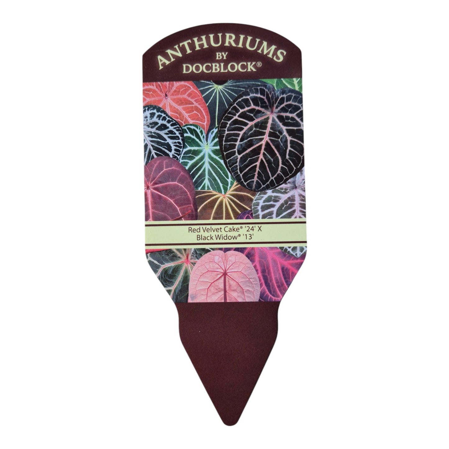 DocBlock Anthurium Red Velvet Cake® '24' X Black Widow® '13'