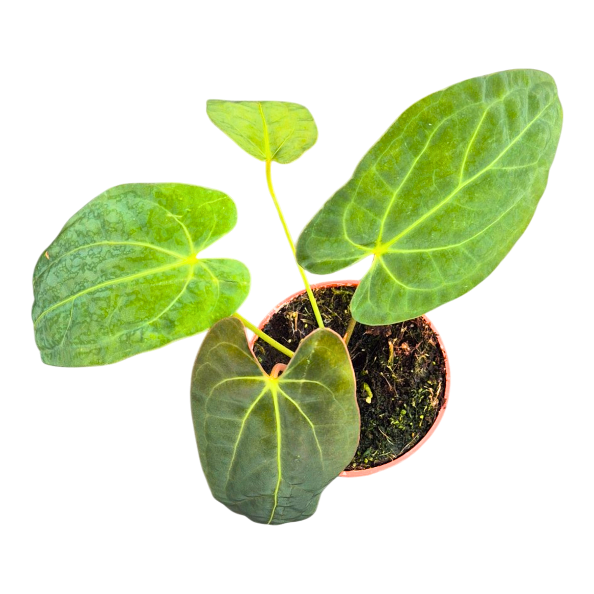 Anthurium Papillilaminum