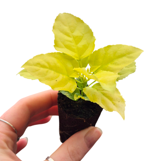 Radermachera Sinica Aurea