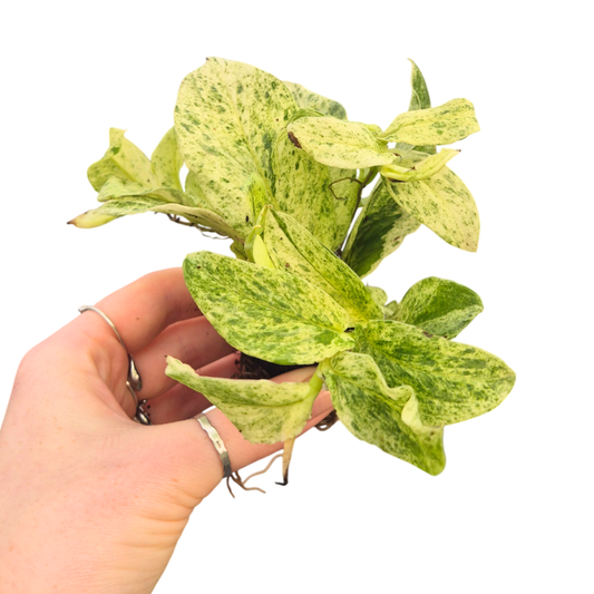 Rhaphidophora Korthalsii Variegata