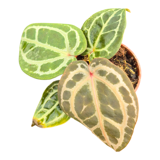 DocBlock Anthurium Home, Sweet Home® '32' X Crystal Red® '12'