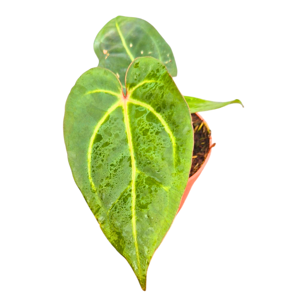 Anthurium (14 x 12) x Wildcard