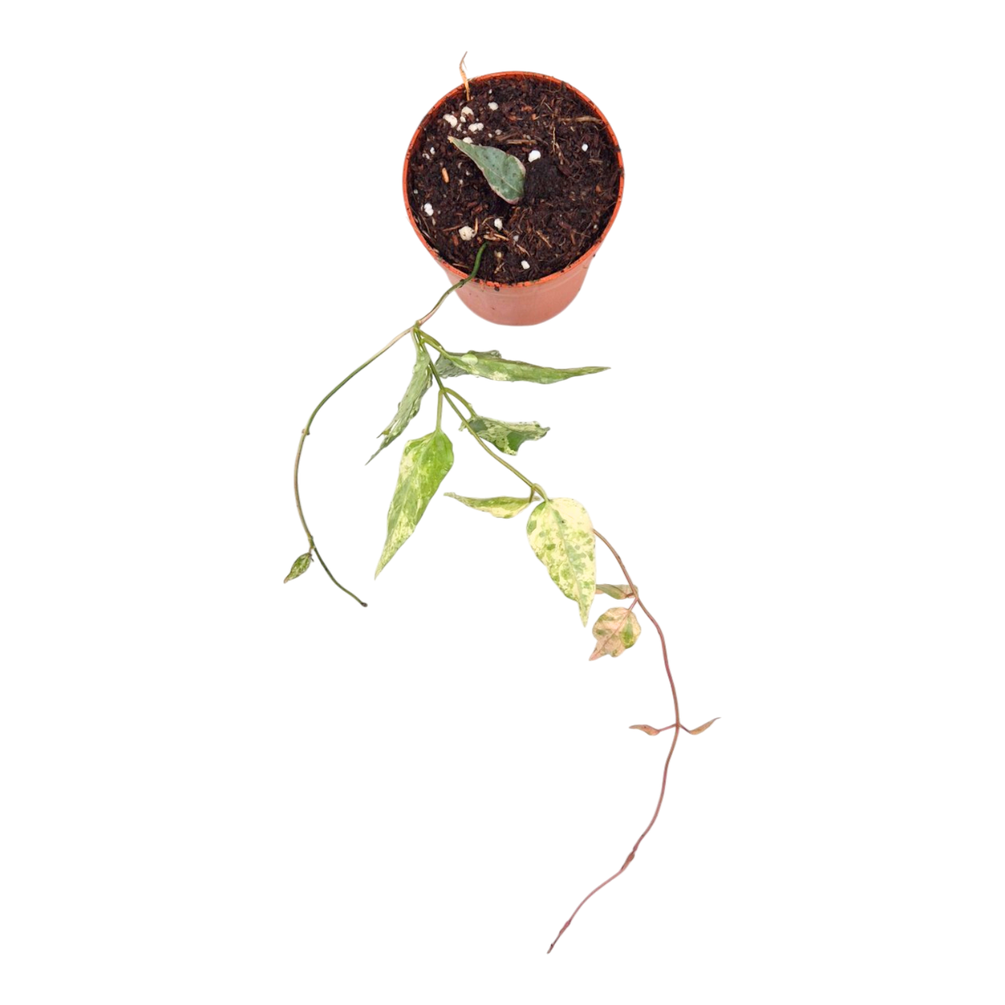 Dregea Sinensis Variegata