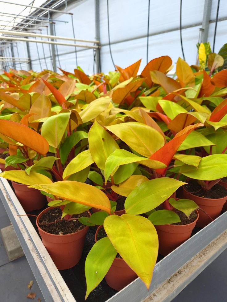 Philodendron Mars