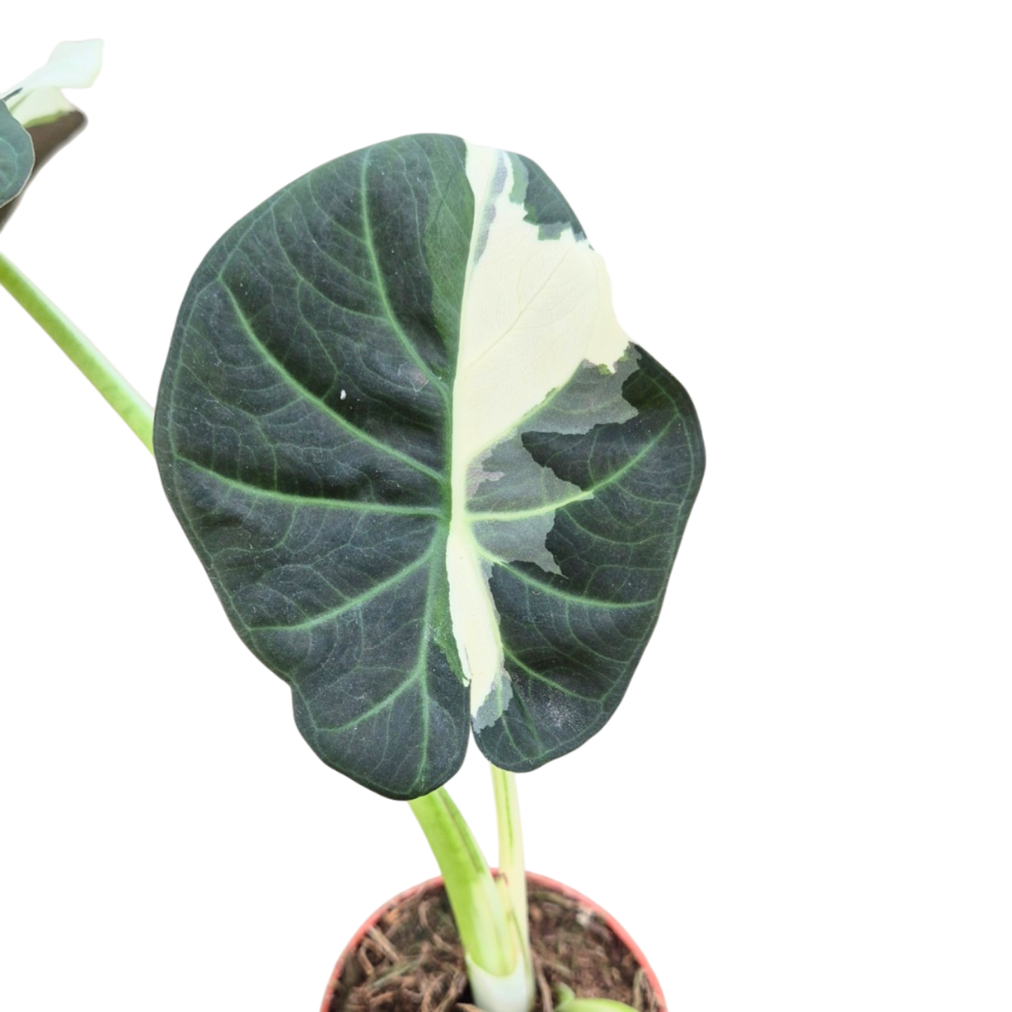 Selected Alocasia Regal Shields Variegata