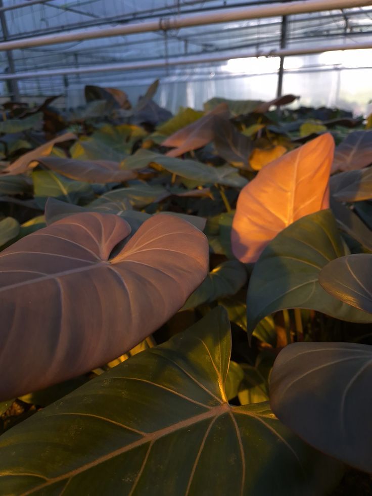 Philodendron Summer Glory