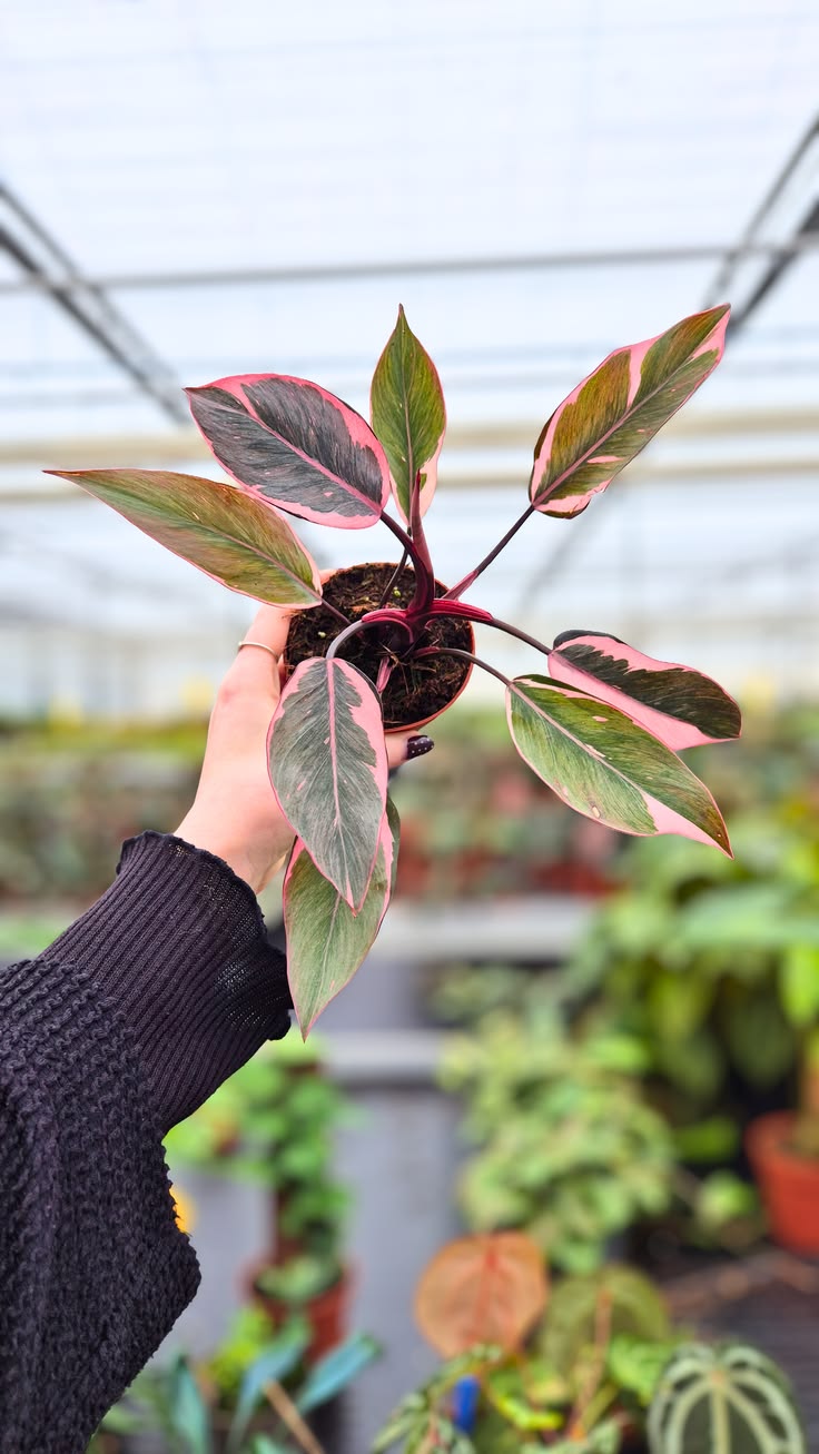 Philodendron Pink Princess Mutation