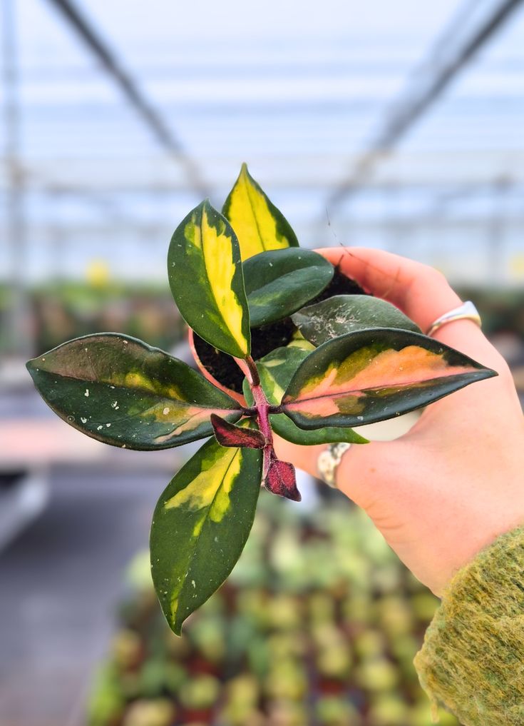Hoya Carnosa Tricolor