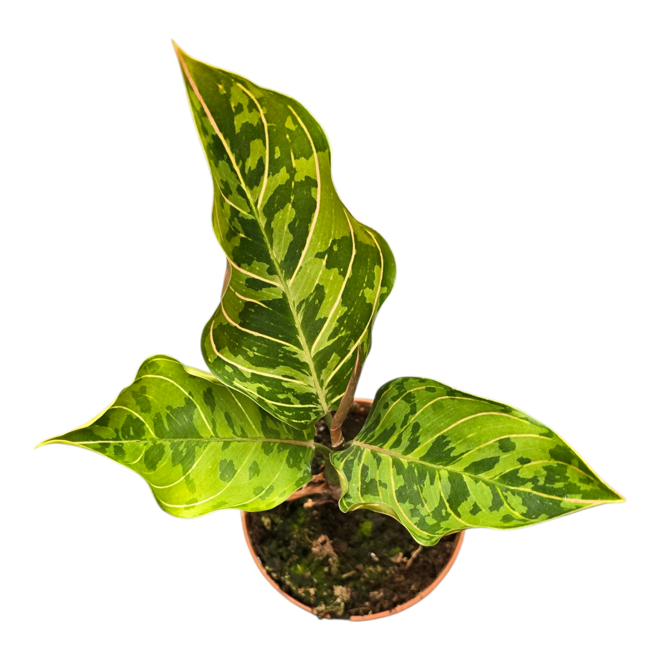 aglaonema army Aglaonema Red Army – Casa Botanica