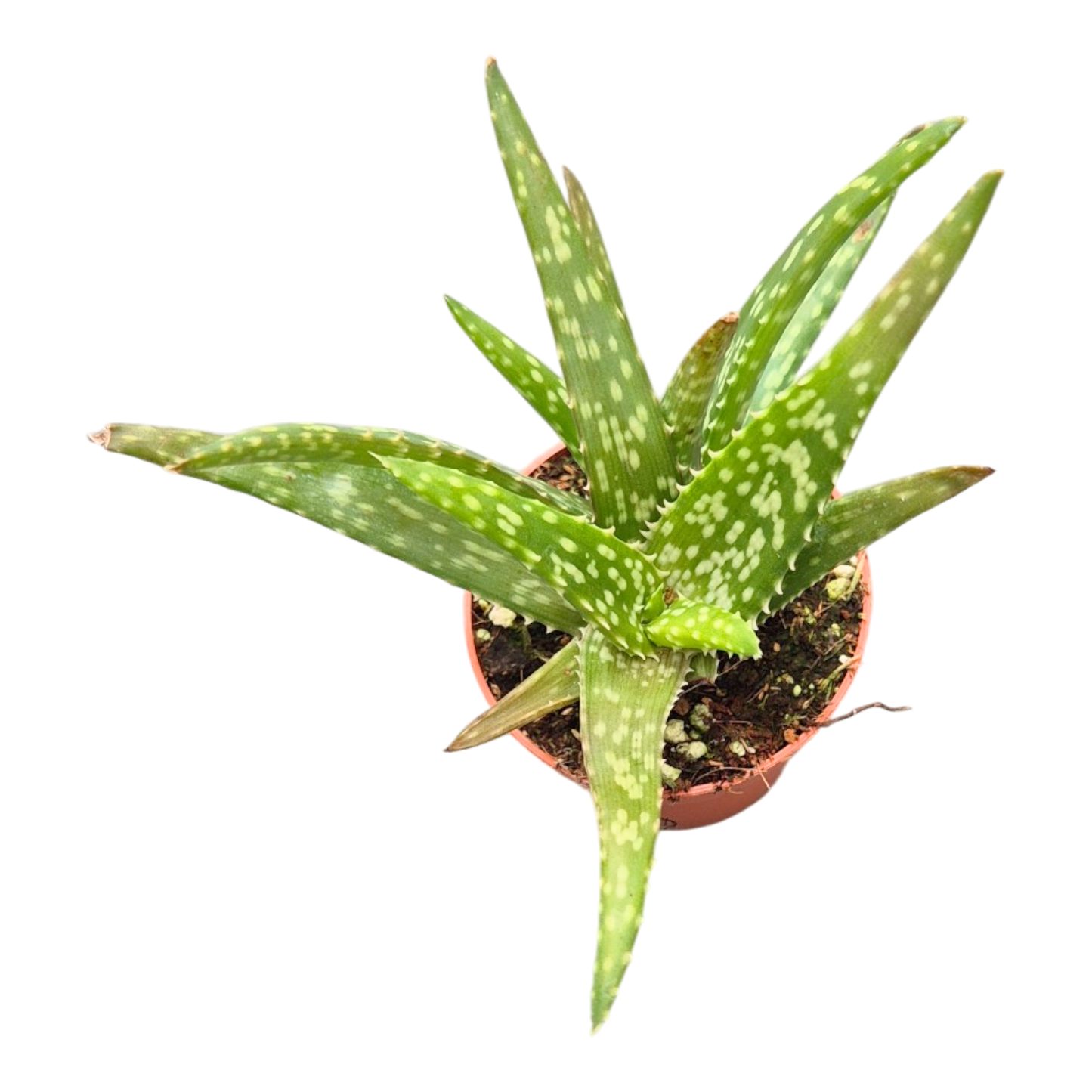 Aloe Vera Mistral