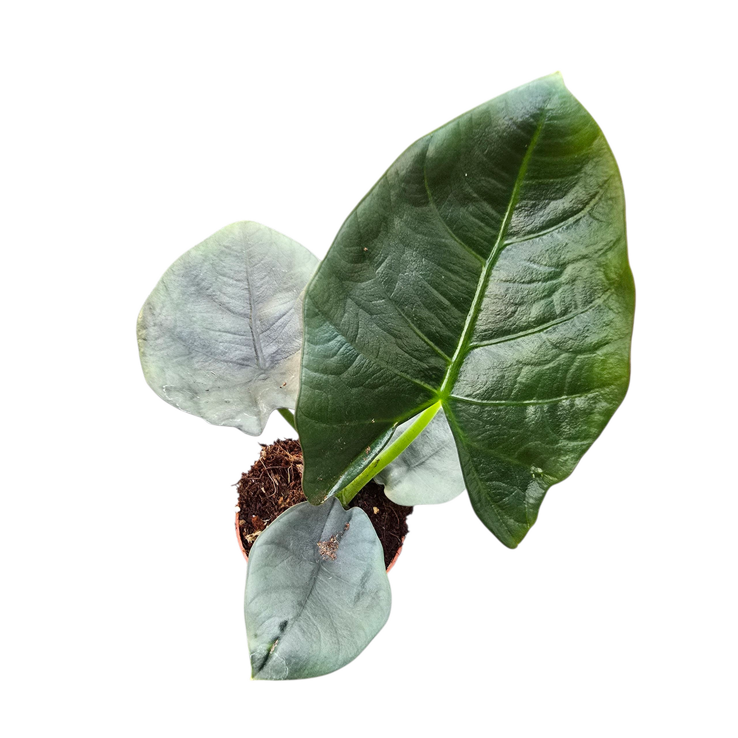 暗色米里海芋