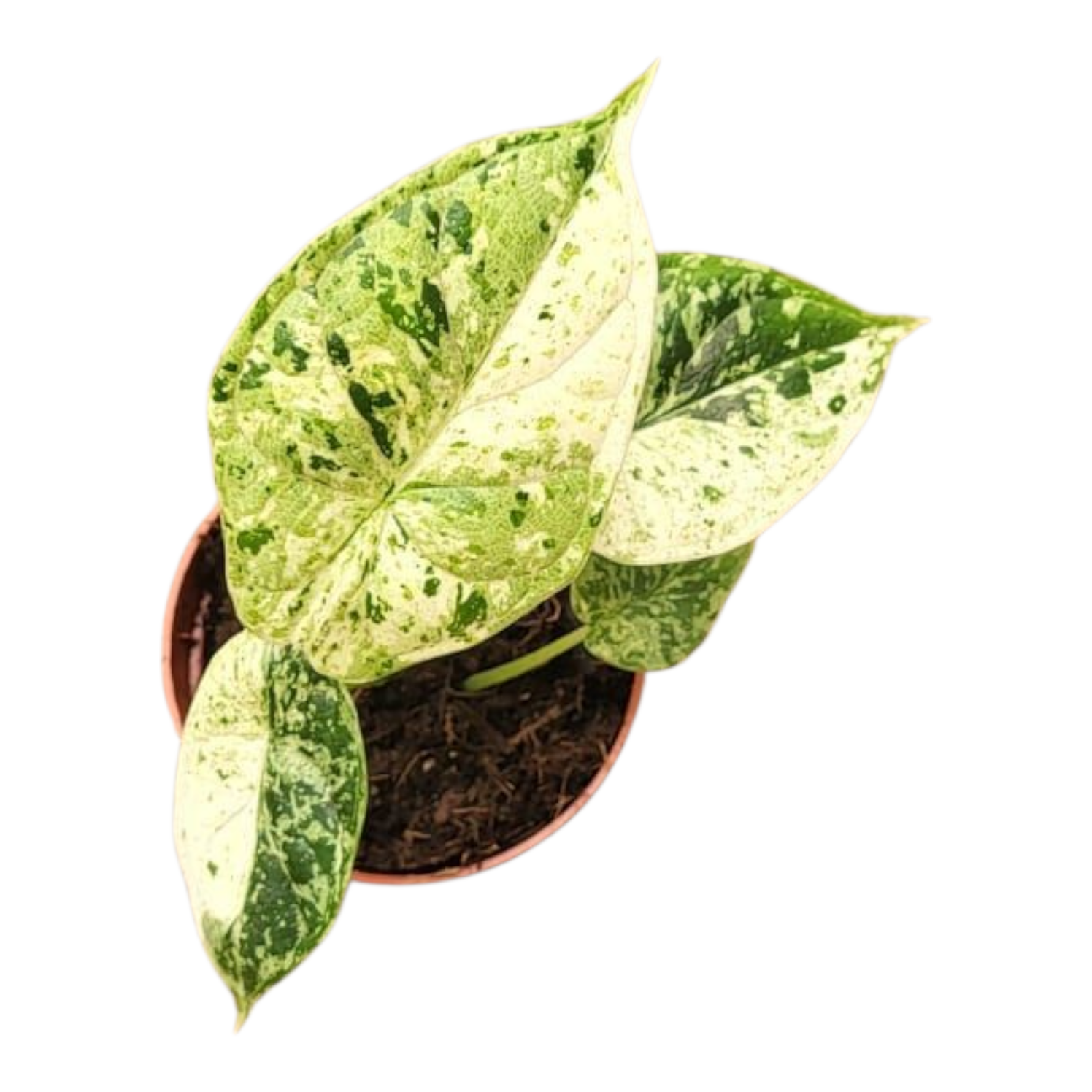 Alocasia Dragon Scale Variegata, rare Alocasia, variegated Alocasia Dragon Scale Variegata, rare Alocasia, variegated