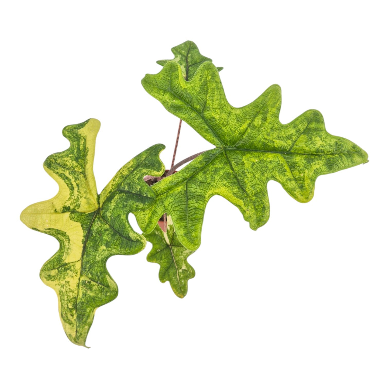 その他観葉植物 Alocasia Jacklyn Variegated Alocasia jacklyn variegated