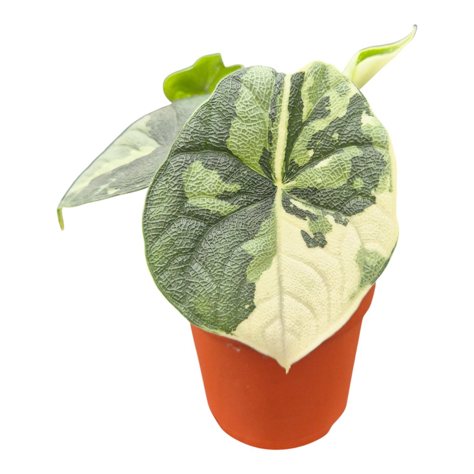 Alocasia Melo Variegata – Casa Botanica Alocasia Melo Variegata – Casa Botanica