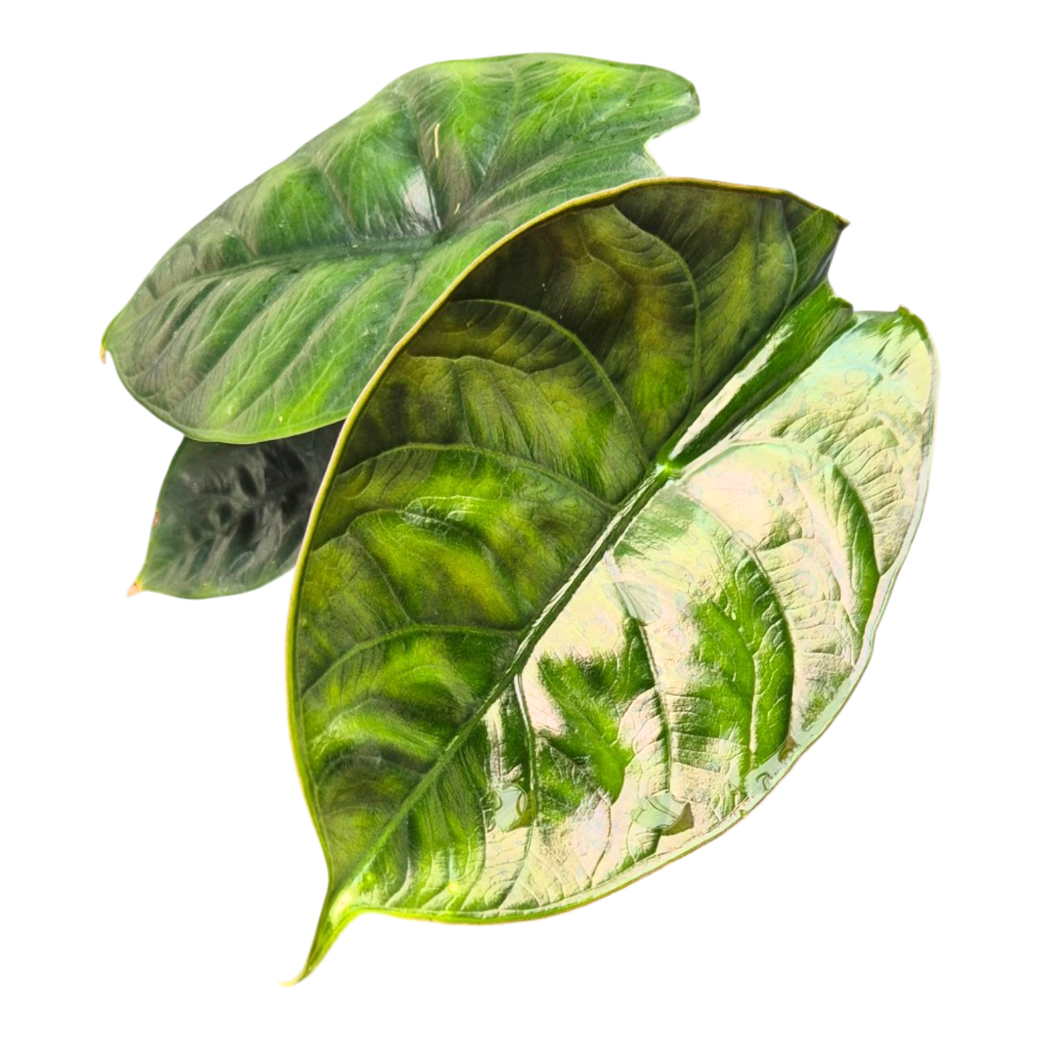 unicorn pothos Alocasia Green Unicorn