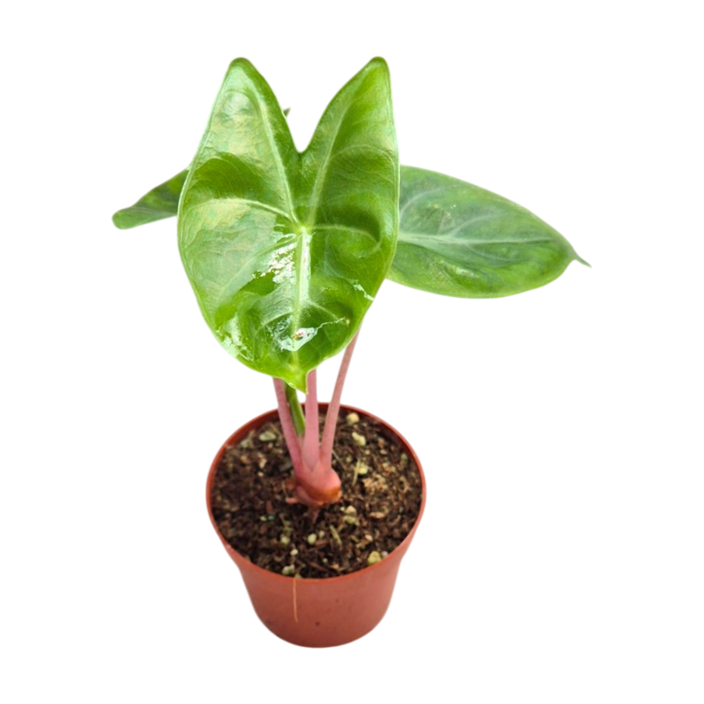 Alocasia Pink Dragon